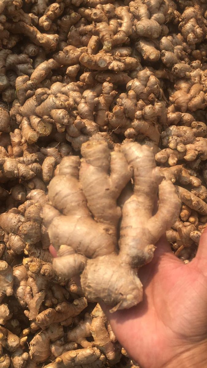 Fresh ginger root pieces
