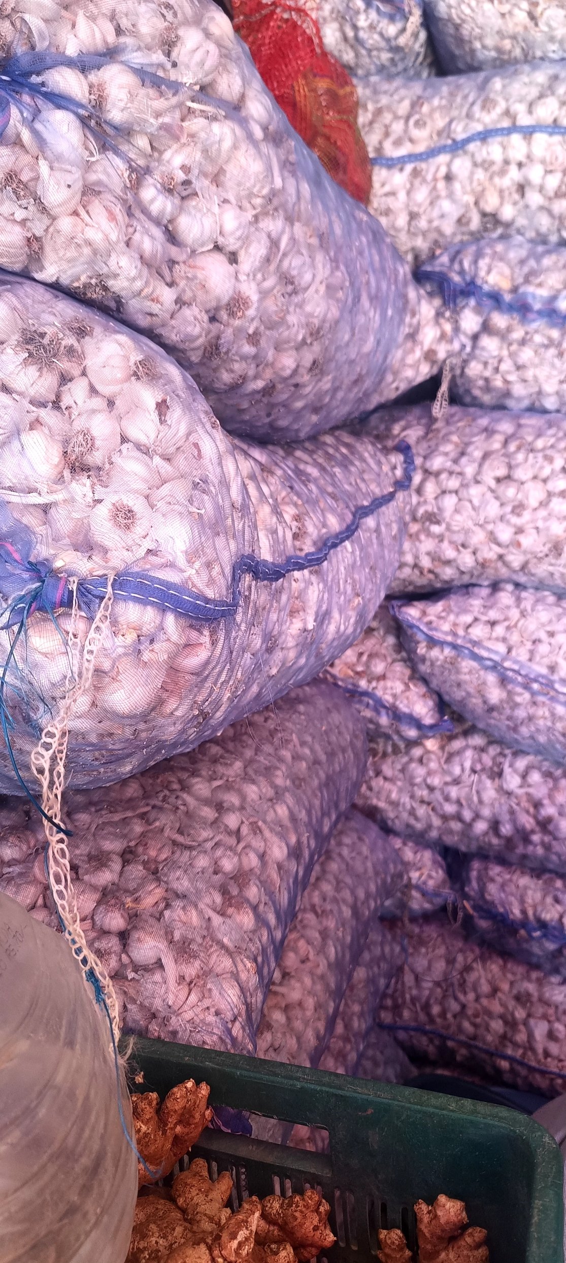 Fresh whole garlic bulbs