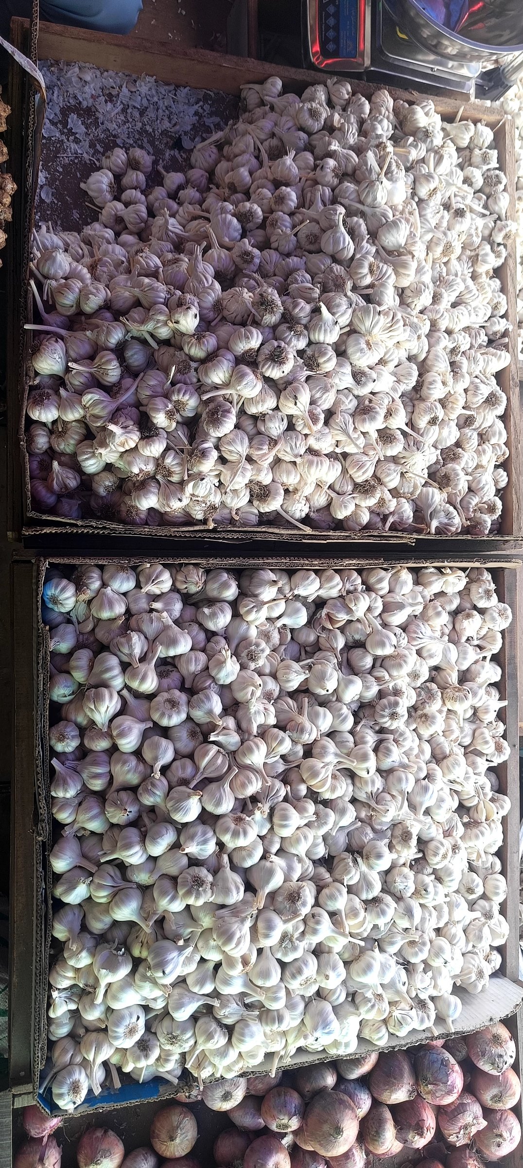 Aromatic ginger root