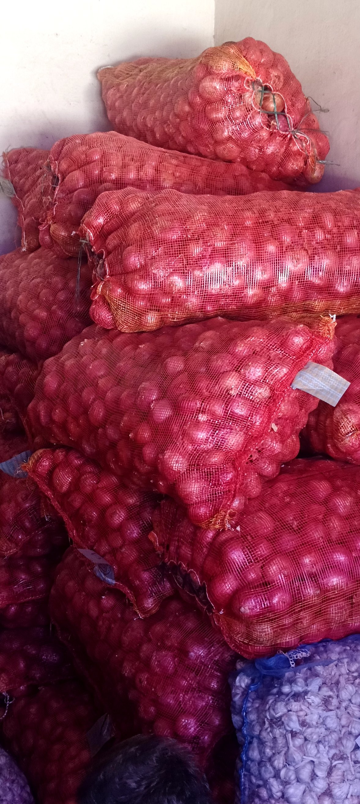 Fresh onions in sacks