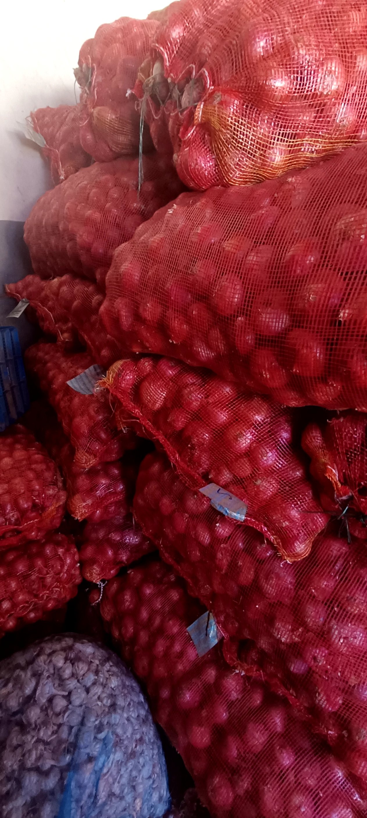 Fresh onions packed in sacks